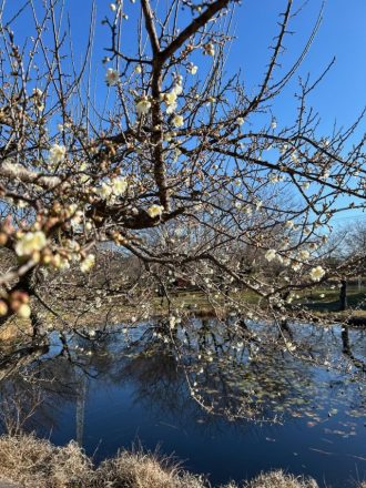 フラワーだより最新投稿写真