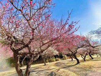 フラワーだより最新投稿写真