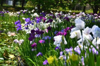 主催イベント：2025　花菖蒲・睡蓮まつりの画像