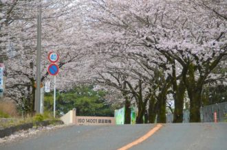 フラワーだより最新投稿写真