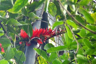 フラワーだより最新投稿写真