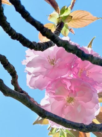 フラワーだより最新投稿写真