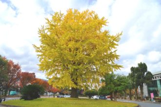 フラワーだより最新投稿写真