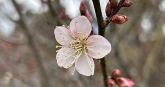 フラワーだより最新投稿写真