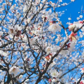 フラワーだより最新投稿写真