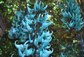 主催イベント：2026ヒスイカズラフェスティバルの画像