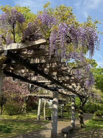 フラワーだより最新投稿写真