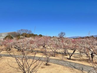 フラワーだより最新投稿写真