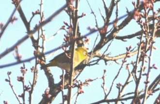 フラワーだより最新投稿写真