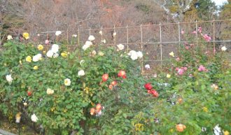 フラワーだより最新投稿写真