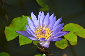 フラワーだより最新投稿写真