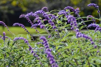 フラワーだより最新投稿写真