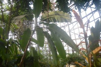 フラワーだより最新投稿写真