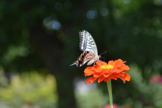 フラワーだより最新投稿写真