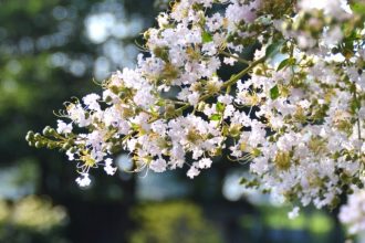 フラワーだより最新投稿写真