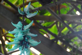 フラワーだより最新投稿写真