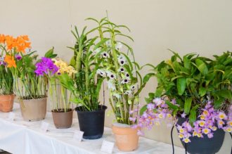 主催イベント:小田原洋らん展示会の画像