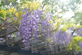 フラワーだより最新投稿写真