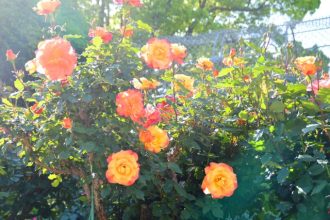 フラワーだより最新投稿写真