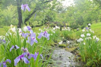 フラワーだより最新投稿写真