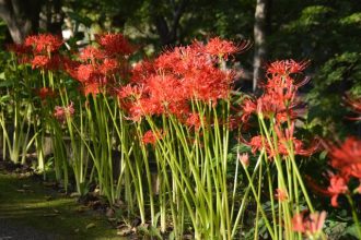 フラワーだより最新投稿写真