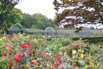 フラワーだより最新投稿写真