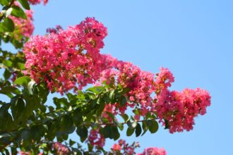 フラワーだより最新投稿写真