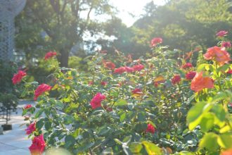 フラワーだより最新投稿写真