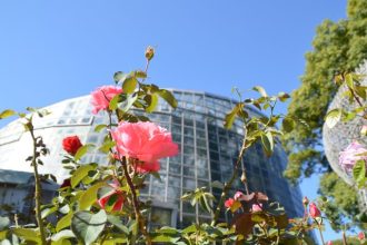 フラワーだより最新投稿写真