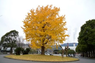 フラワーだより最新投稿写真