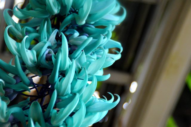 ヒスイカズラフェスティバル