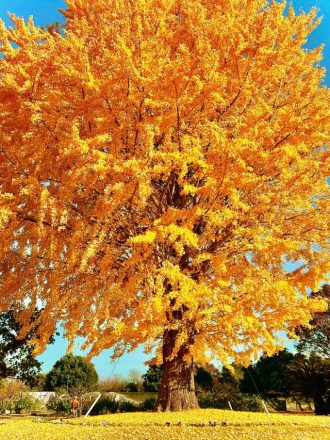 フラワーだより最新投稿写真