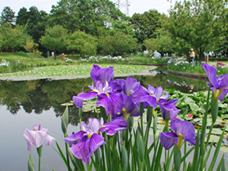 公園の写真