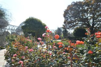 フラワーだより最新投稿写真