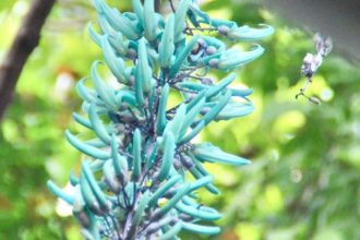 フラワーだより最新投稿写真