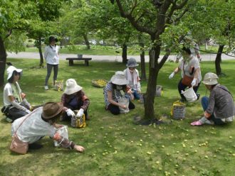 主催イベント：梅の実拾い・清掃ボランティアの画像