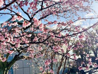 フラワーだより最新投稿写真