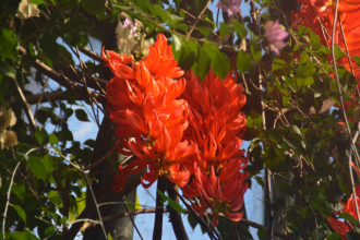 フラワーだより最新投稿写真