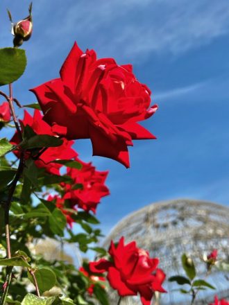 フラワーだより最新投稿写真