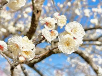 フラワーだより最新投稿写真