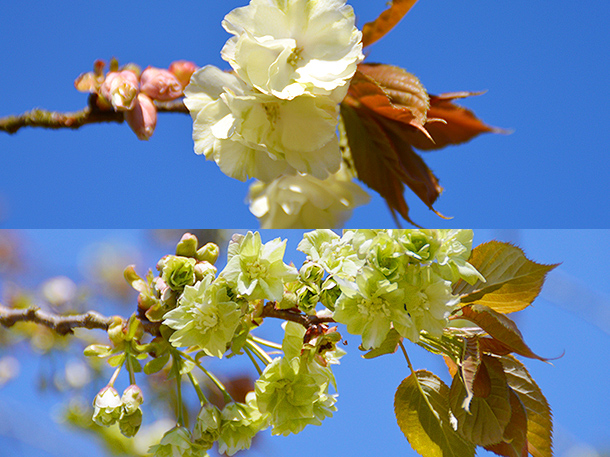 ヤエザクラ（御衣黄桜、鬱金桜、関山）の写真