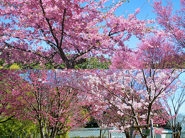 早咲きのサクラ4種の写真