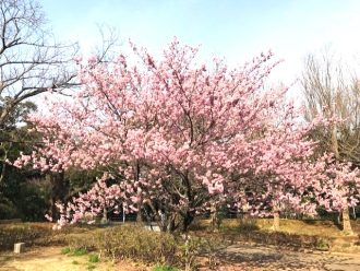 公園だより最新投稿写真