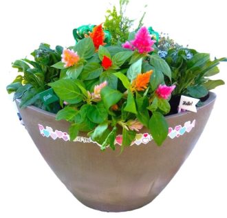 主催イベント：【受付中】12月13日　寄せ植え教室の画像