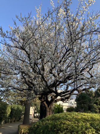 公園だより最新投稿写真
