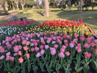 公園だより最新投稿写真