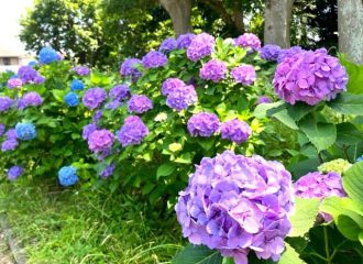 公園だより最新投稿写真