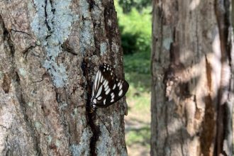 公園だより最新投稿写真
