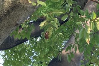 公園だより最新投稿写真