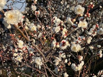 主催イベント:【2月22日開催】梅まつりの画像